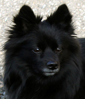 Mittelspitz Starspitz Black Beauty