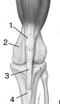 Normal Patella